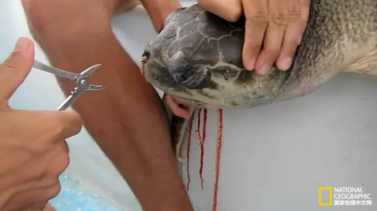 海龜鼻中拔出吸管
