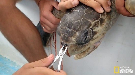 海龜鼻中拔出吸管
