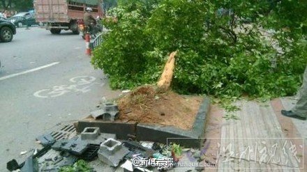 女司機為搶黃燈發(fā)生車禍