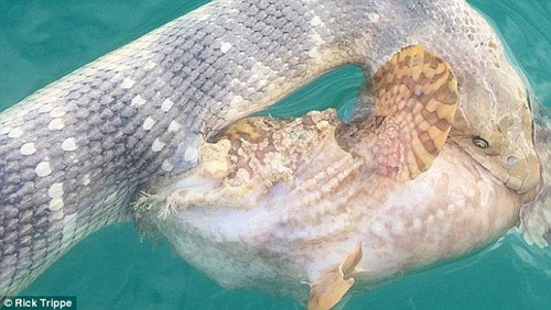 海蛇石魚生死戰