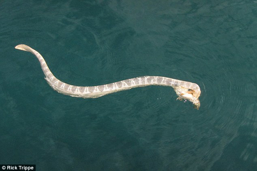 海蛇石魚生死戰