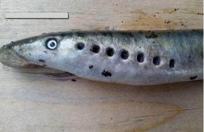 僵尸魚現(xiàn)英國河道