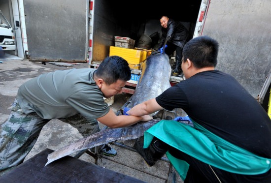 青島漁民破紀錄：捕獲619斤巨型箭魚。