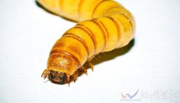 吃塑料的蟲子