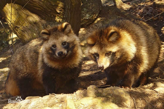 南京現神秘動物