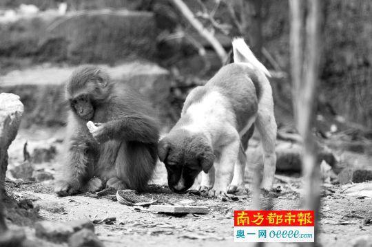 民宅被野猴占領