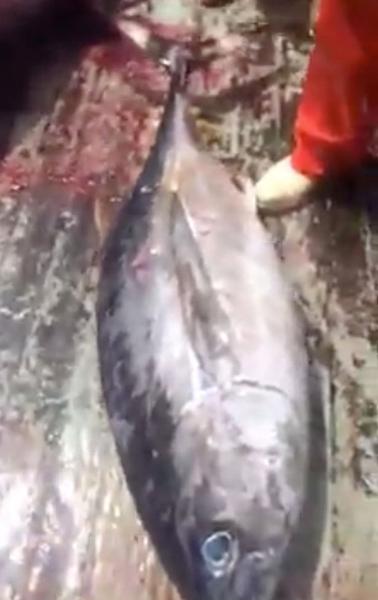 漁民捕獲魚中魚