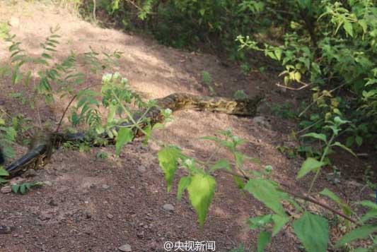 修公路現百歲蟒蛇