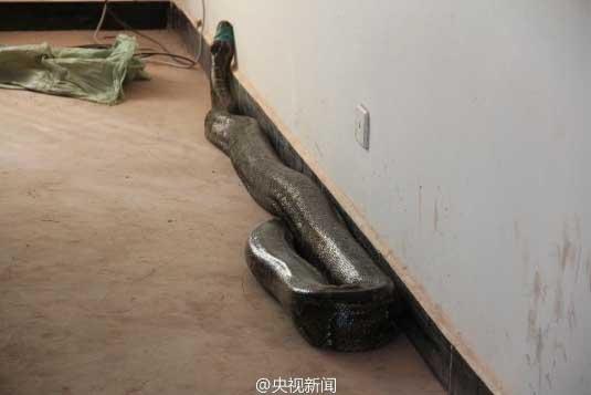 修公路現百歲蟒蛇