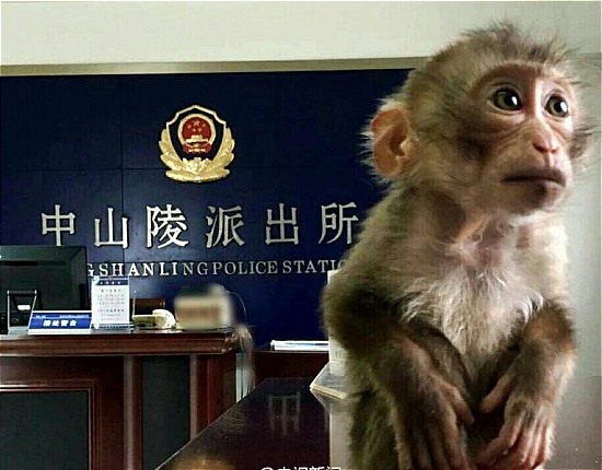 南京現食蟹猴