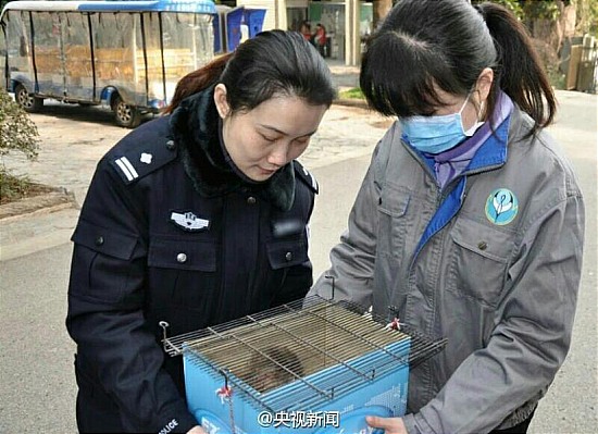 南京現食蟹猴