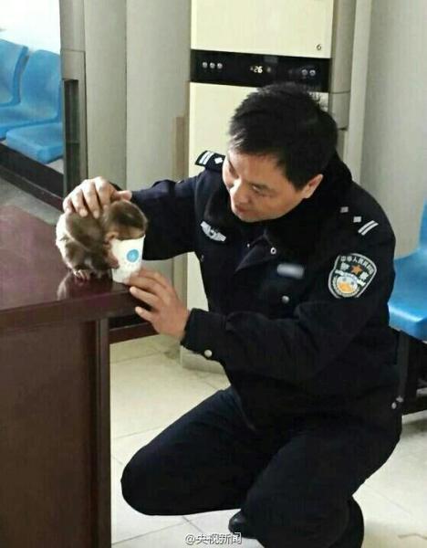 南京現食蟹猴