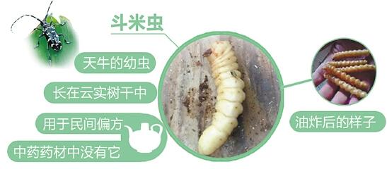 斗米蟲的功效真有那么神奇嗎