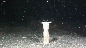 魚缸藏近1米大蟲