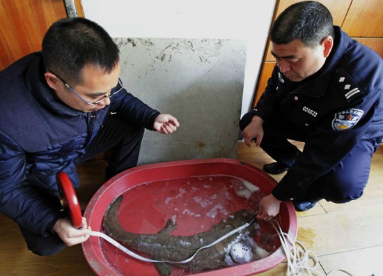 浙江發現1米多長娃娃魚