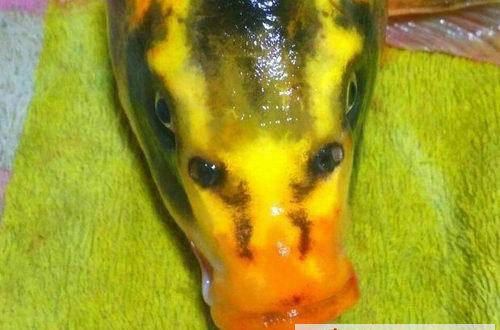 湖南發現人面鯉魚