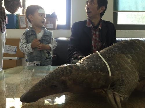 重慶小區竄出穿山甲