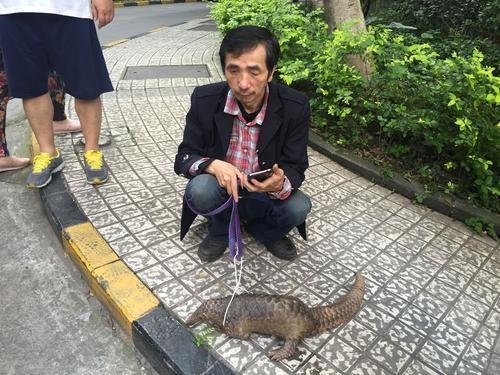 重慶小區竄出穿山甲