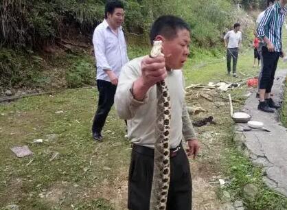 金華驚現(xiàn)五步蛇