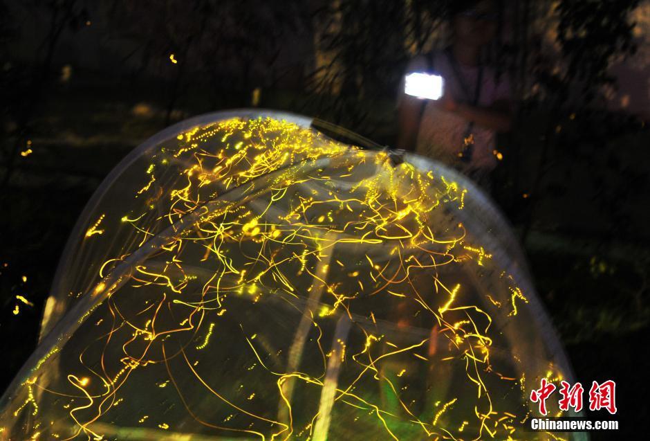 南昌梅嶺螢火蟲輕舞飛揚(yáng)，流光溢彩。