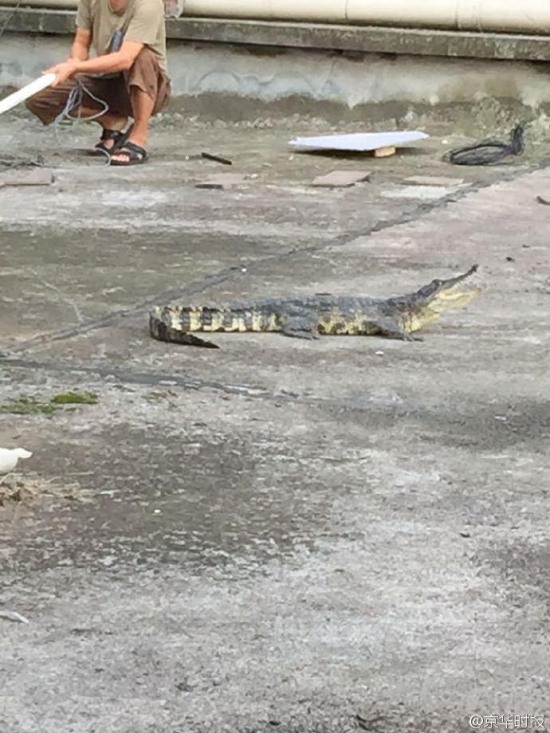 鄰居養(yǎng)一米長鱷魚