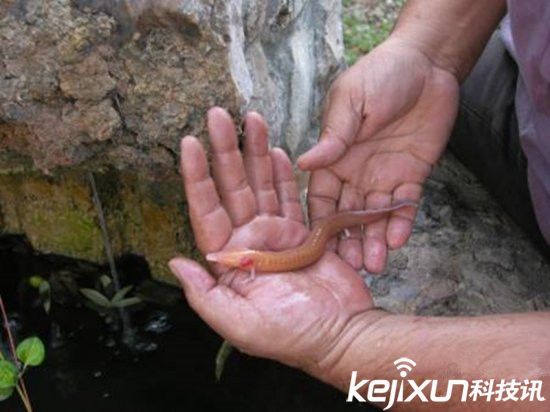 男子發現像龍生物