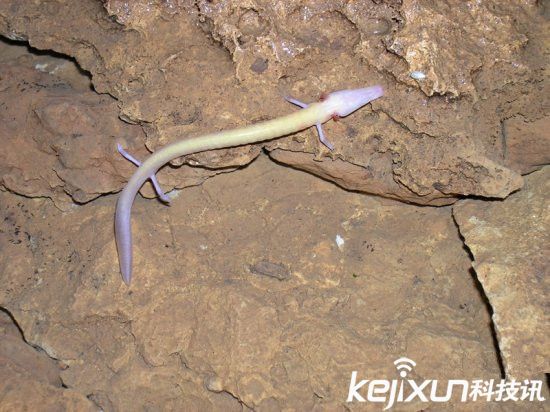 男子發現像龍生物