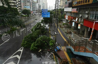 臺風莫蘭蒂登陸福建廈門 大樹被連根拔起