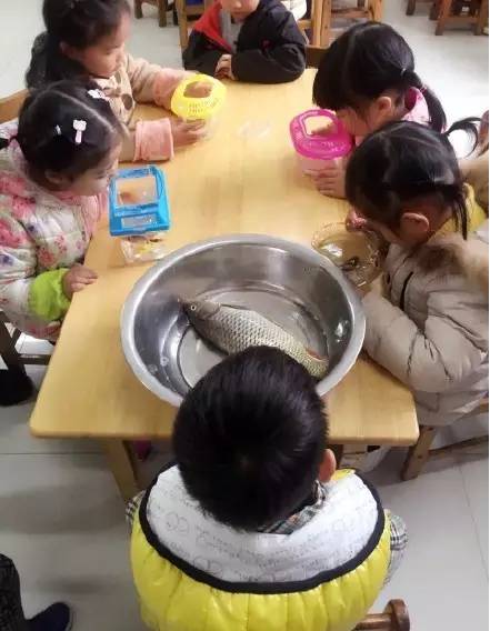 帶魚(yú)孩子刷爆網(wǎng)絡(luò)