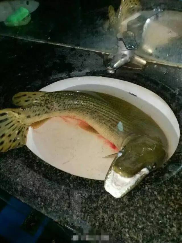 網(wǎng)曝高校釣起怪魚