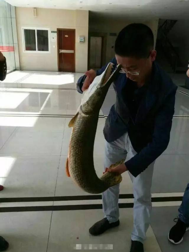 網(wǎng)曝高校釣起怪魚