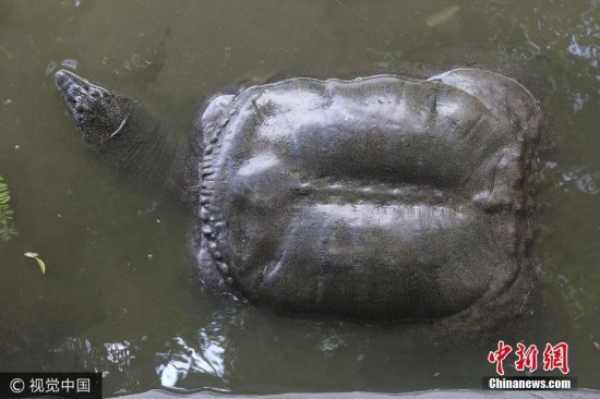 福建水池內(nèi)現(xiàn)神秘巨黿