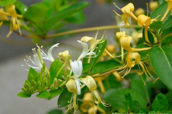 藥湯毒倒祖孫3人 誤食斷腸草