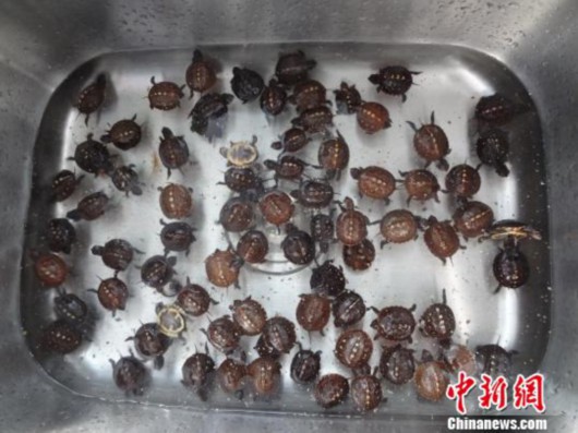 零食盒藏75只烏龜被海關查獲