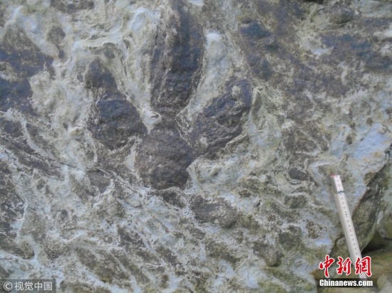 英國發(fā)現(xiàn)恐龍腳印化石