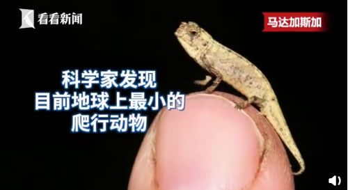 科學(xué)家發(fā)現(xiàn)地球最小爬行動(dòng)物 變色龍?bào)w長(zhǎng)22毫米