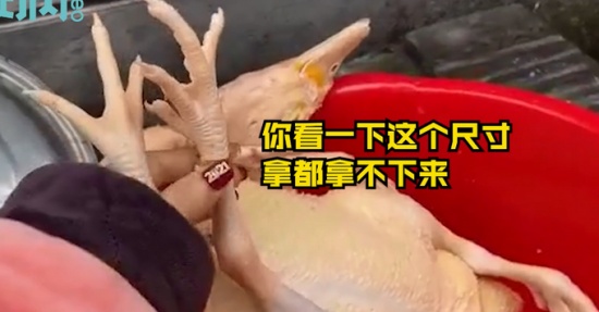 過(guò)年殺雞竟找到丟失多年的金戒指 戴在“雞腳”上還挺合適！