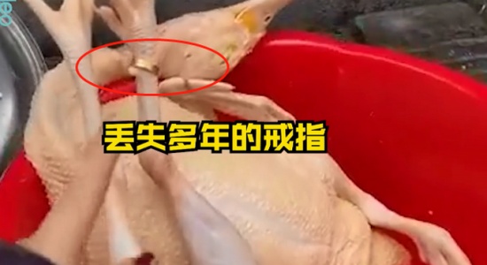 過(guò)年殺雞竟找到丟失多年的金戒指 戴在“雞腳”上還挺合適！