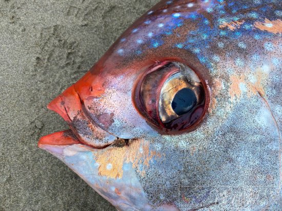 俄勒岡海灘發現罕見熱帶魚月魚 漂亮的Opah魚