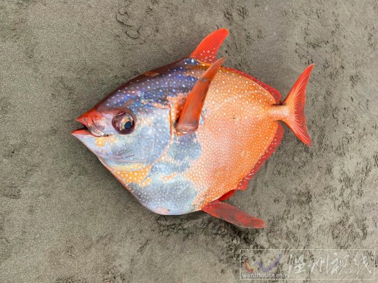 俄勒岡海灘發現罕見熱帶魚月魚 漂亮的Opah魚