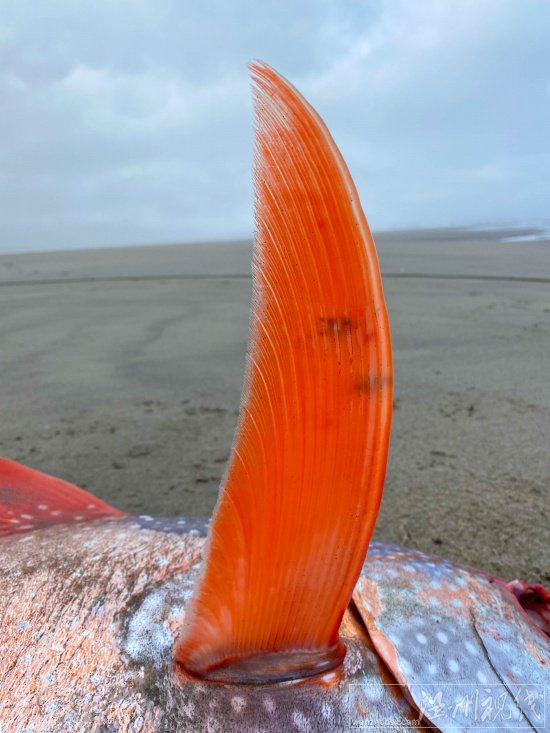 俄勒岡海灘發現罕見熱帶魚月魚 漂亮的Opah魚