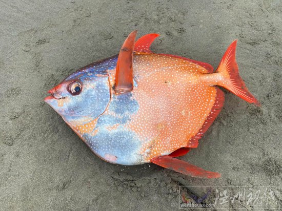 俄勒岡海灘發現罕見熱帶魚月魚 漂亮的Opah魚