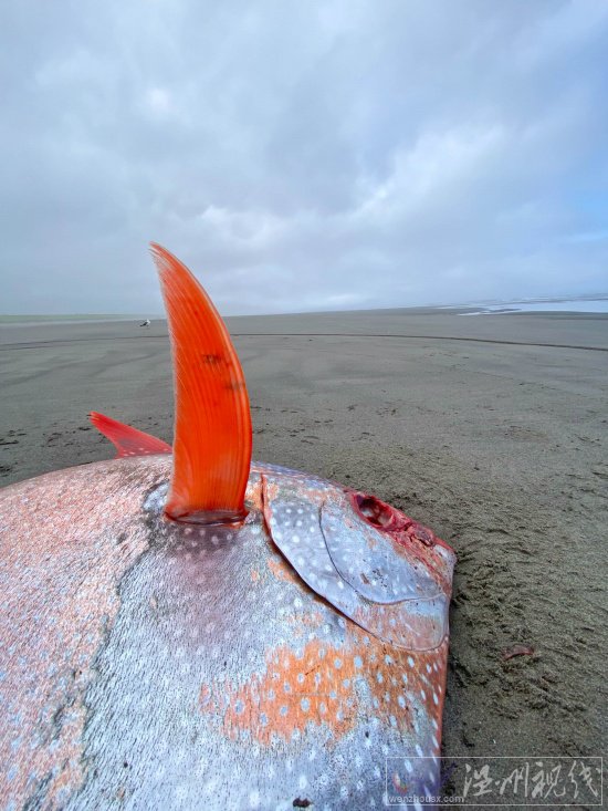 俄勒岡海灘發現罕見熱帶魚月魚 漂亮的Opah魚