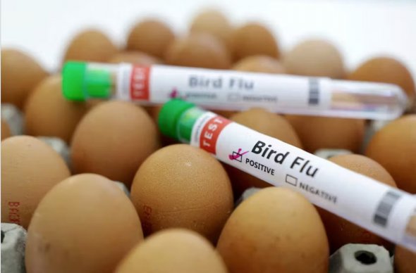 墨西哥報(bào)告野鴨感染H5N1禽流感 商業(yè)農(nóng)場(chǎng)未受影響